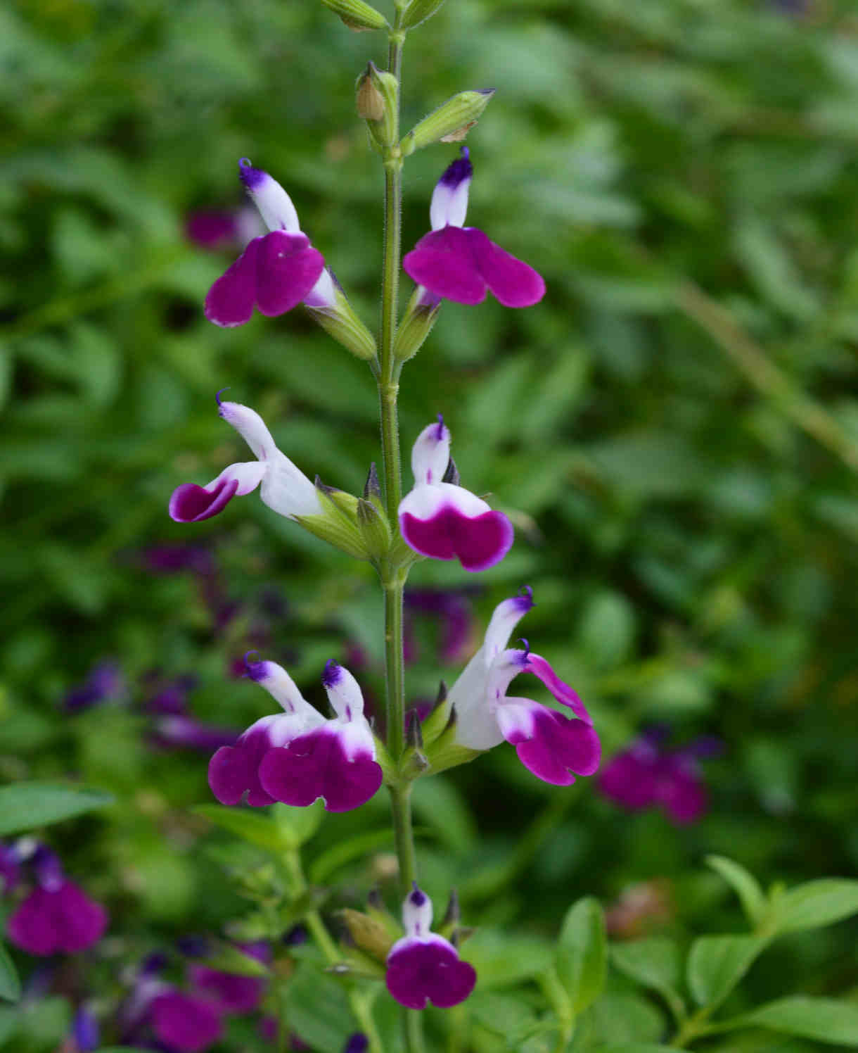 Salvia 'luscious Lips Collection' - 9cm Pots. | 3 x 9cm | Multi