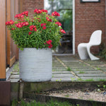 Alstroemeria 'summer Pepper' Compact Hardy Red Perennial Jumbo Plug Plants | Set of 6 | Red