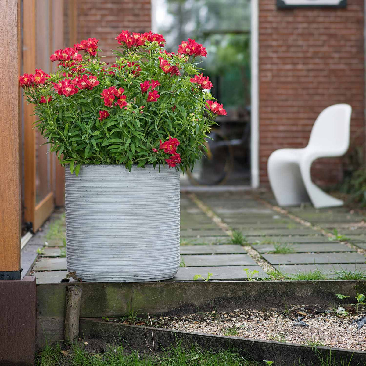 Alstroemeria 'summer Pepper' Compact Hardy Red Perennial Jumbo Plug Plants | Set of 6 | Red