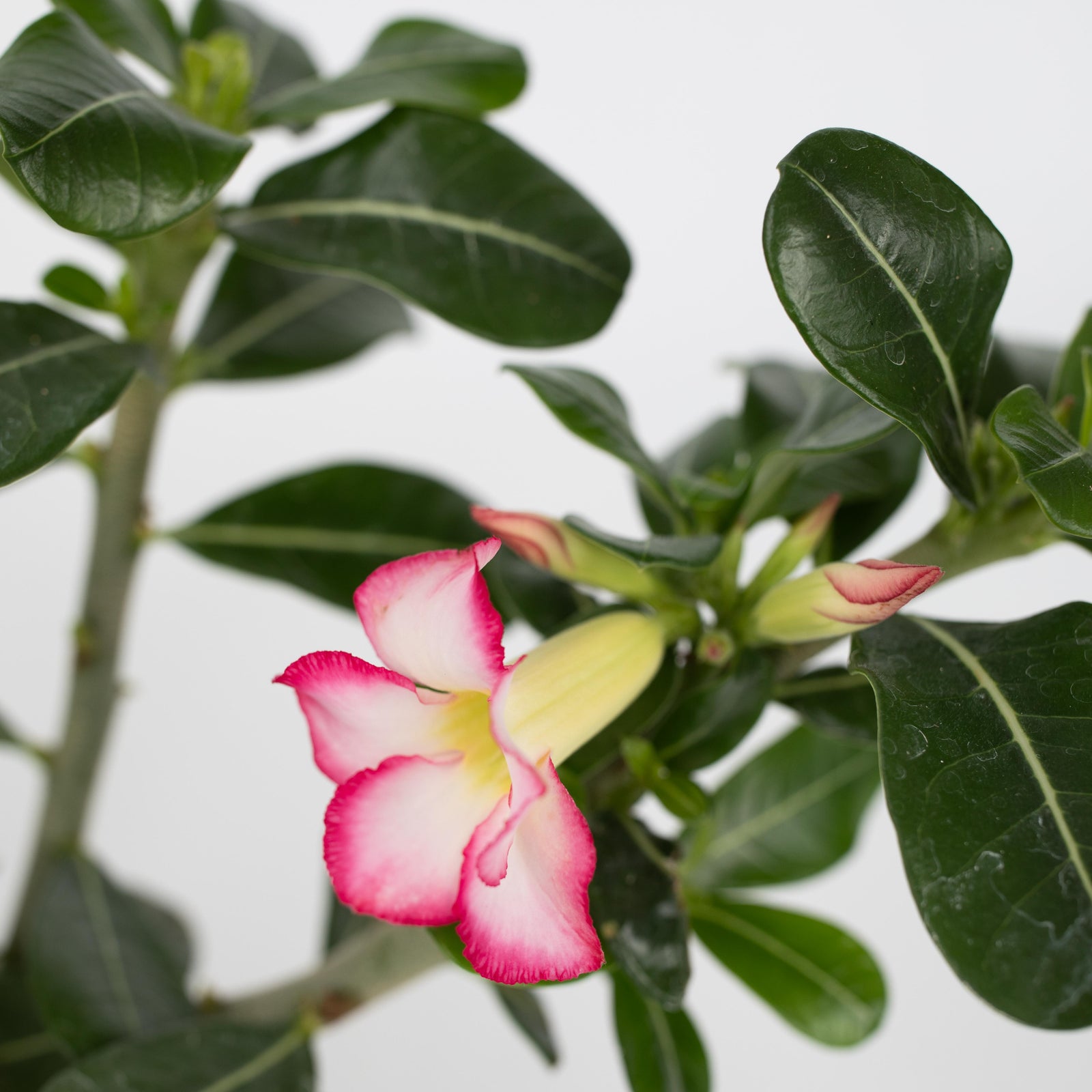 Desert Rose - Adenium Obesum - Height 30-45cm - ⌀13cm | Set-of-2 | Pink