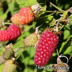 Loganberry Plant Ly654 - Thornless, High Yield | Set of 1 | Red