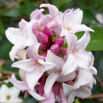 Daphne Collection - Scented Evergreen Plants | 3 x 1.5l | Multi