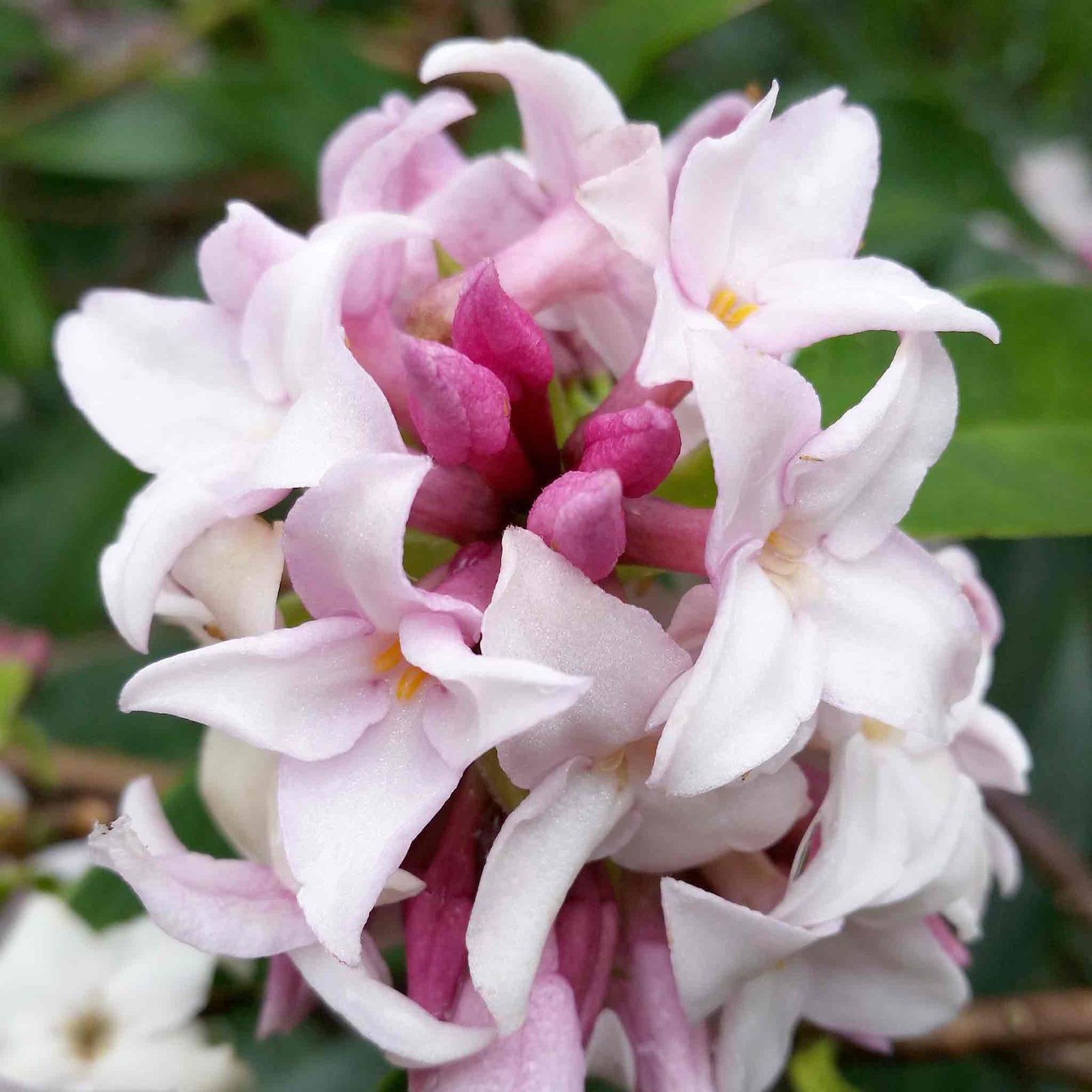 Daphne Collection - Scented Evergreen Plants | 3 x 1.5l | Multi