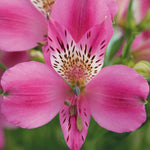 Hayloft Alstroemeria Duc D'anjou 'edouard' - 3 X 9cm Pots
