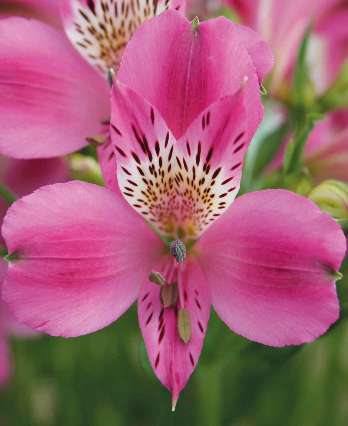 Hayloft Alstroemeria Duc D'anjou 'edouard' - 3 X 9cm Pots