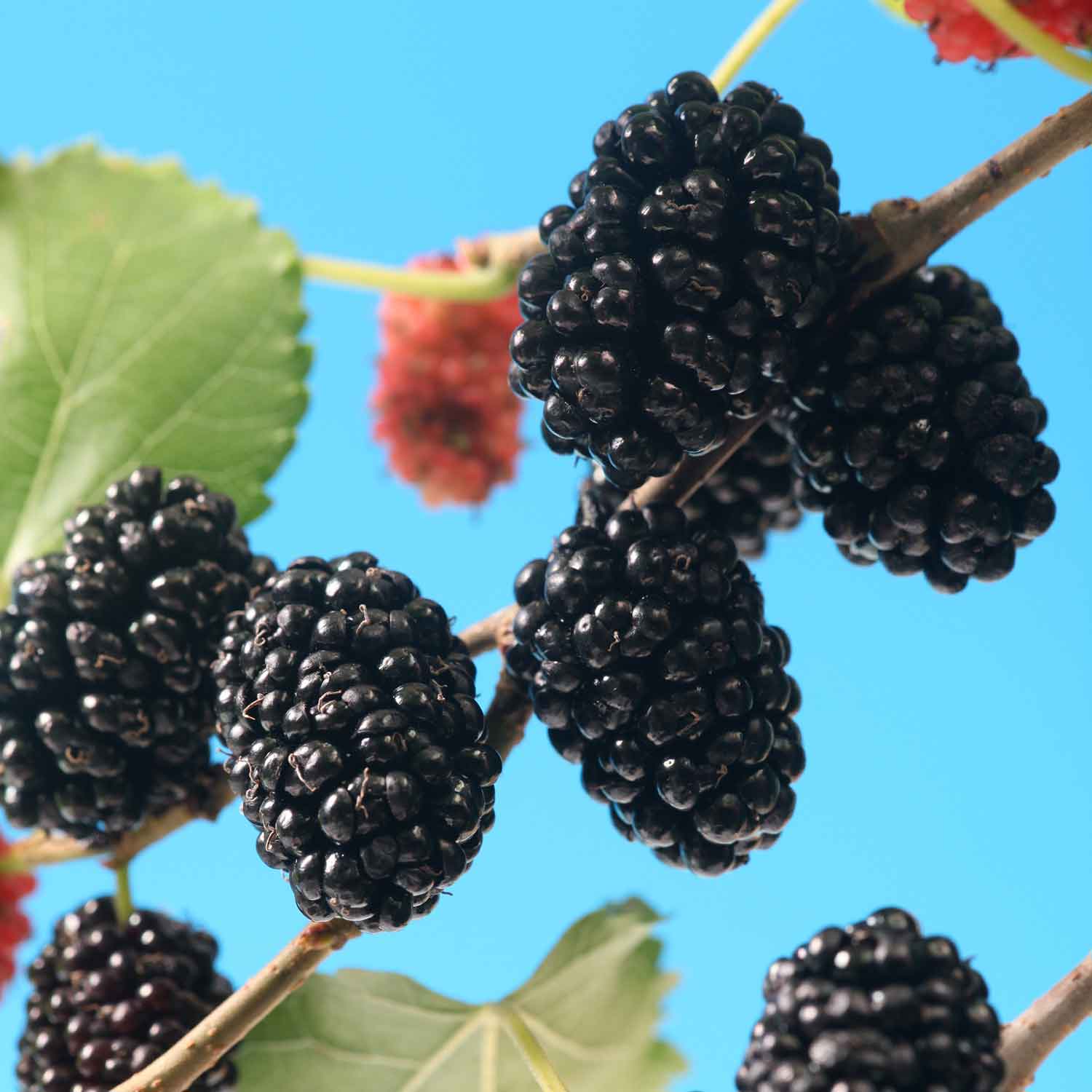 Mulberry 'mojo Berry' | 1 x 2L
