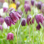 Hayloft Fritillaria Meleagris - Snakes Head Fritillary - 60 Bulbs