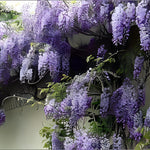 Wisteria Sinensis Blue Flowering Climbing Plant Grafted 3-4ft Supplied In A 3 Litre Pot