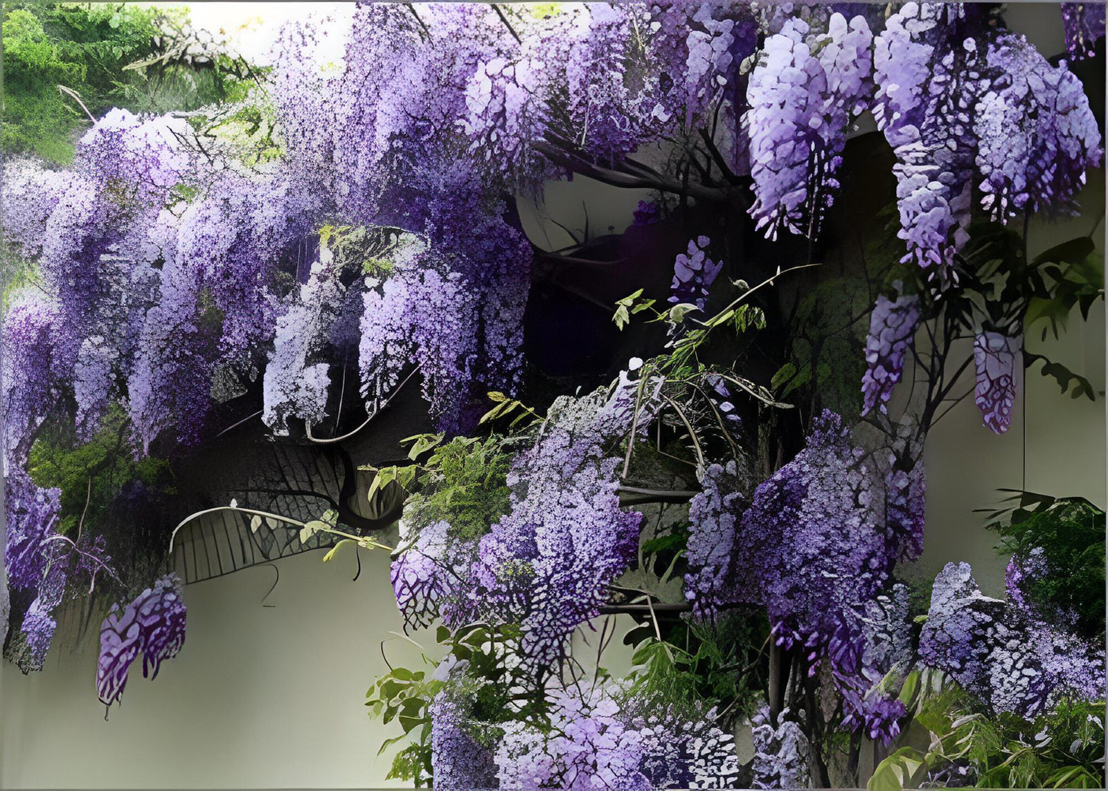 Wisteria Sinensis Blue Flowering Climbing Plant Grafted 3-4ft Supplied In A 3 Litre Pot