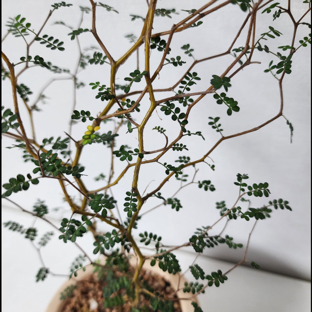 Sophora Little Baby - Dwarf Kowhai - Grow Indoors Or Outside - Set If 3 In 9cm Pots