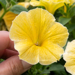 Petunia 'bees Knees' – Yellow | 12 x Plug Plants | Yellow