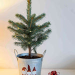 Christmas Tree In A Gnomies Pot With Lights