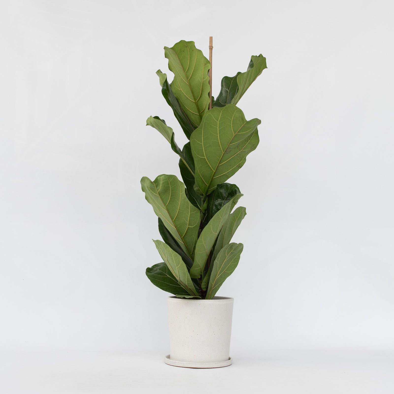 Fiddle-leaf Fig - Ficus Lyrata - Height 70-90cm - ⌀21cm | Set of 1 | Green