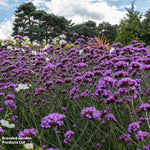 Thompson & Morgan Perfect Perennial Collection - Plants