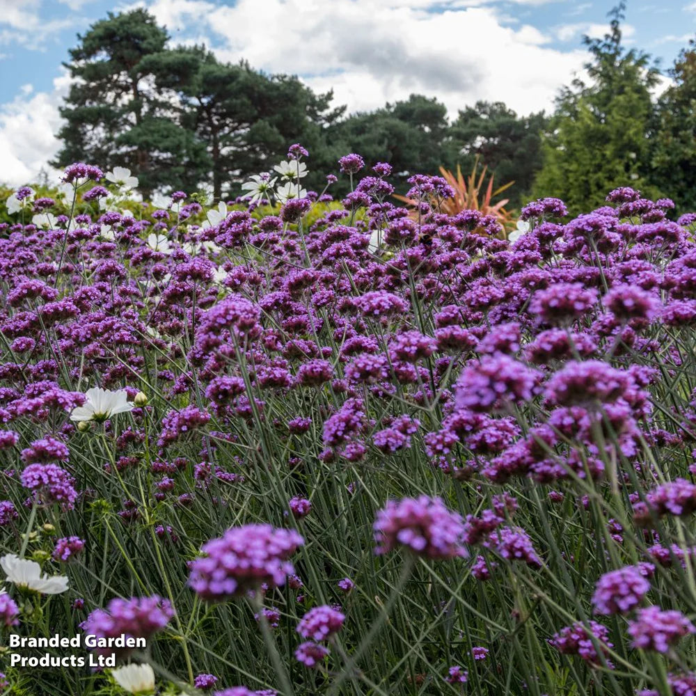 Thompson & Morgan Perfect Perennial Collection - Plants