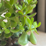 Jade Plant - Crassula Ovata 'minor' - Height 30-35cm - ⌀17cm | Set of 1 | Green