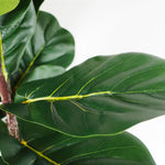 180cm Premium Artificial Fiddle Leaf Fig Tree