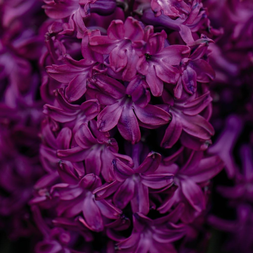 Tulip, Hyacinth + Anemone Collection Bulbs | 60 x Bulbs