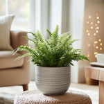 Sword Fern - Nephrolepis 'duffii' - Height 25-40cm - ⌀12cm | Set of 1 | Green