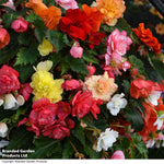 Begonia Sun Dancer Mixed Garden Ready Plants | 24 x Garden Ready Plants