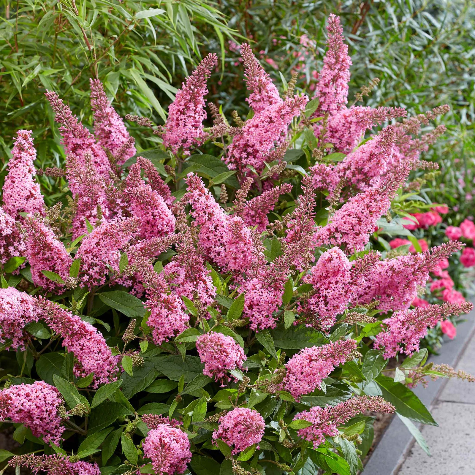 Buddleja 'butterfly Candy Little Pink' (dwarf) | 1 x 9cm | Pink