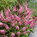 Buddleja 'butterfly Candy Little Pink' (dwarf) | 1 x 3L | Pink