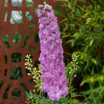 Delphinium 'delgenius Juliette' 2l Plant | 2L | Pink