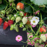 Summer Breeze Cherry Strawberry Plant - | Red