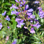 Hayloft Penstemon Purples Collection - 6 Plants In 9cm Pots