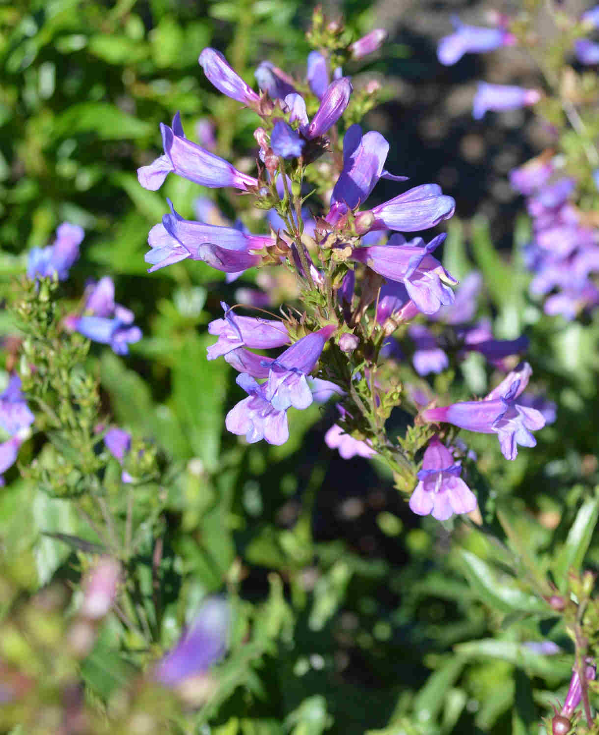 Hayloft Penstemon Purples Collection - 6 Plants In 9cm Pots