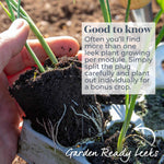 Leek 'tornado' High-yield Winter-hardy | 12 x Garden Ready Plugs | Green & White