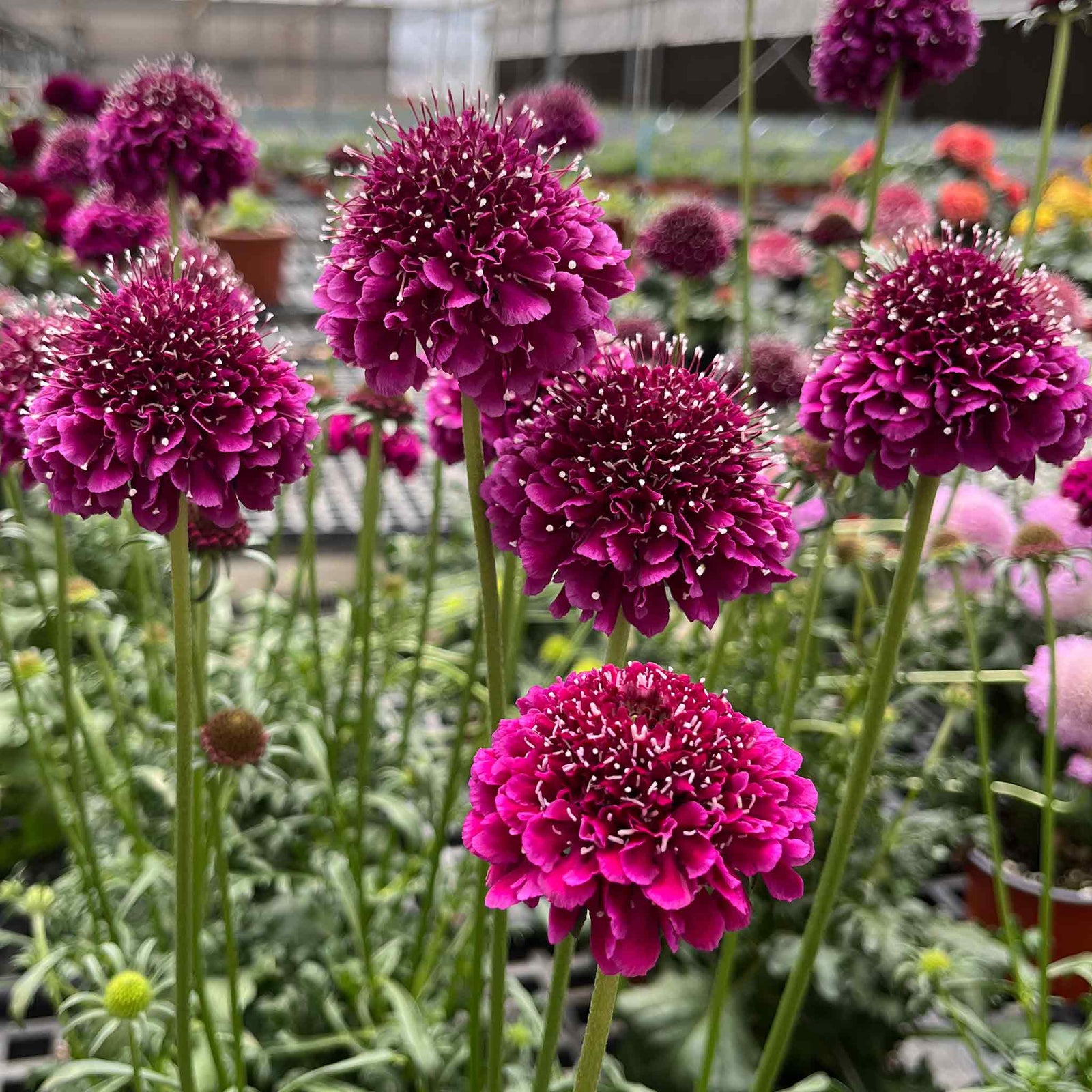 Scabious 'scoop Collection' - Purple, Raspberry And Blackberry Plug Plants | 12 x Plug Plants | Red