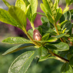 Azalea Encore 'autumn Starburst' Repeat-blooming Bicolour | 1 x 9cm | Green & White