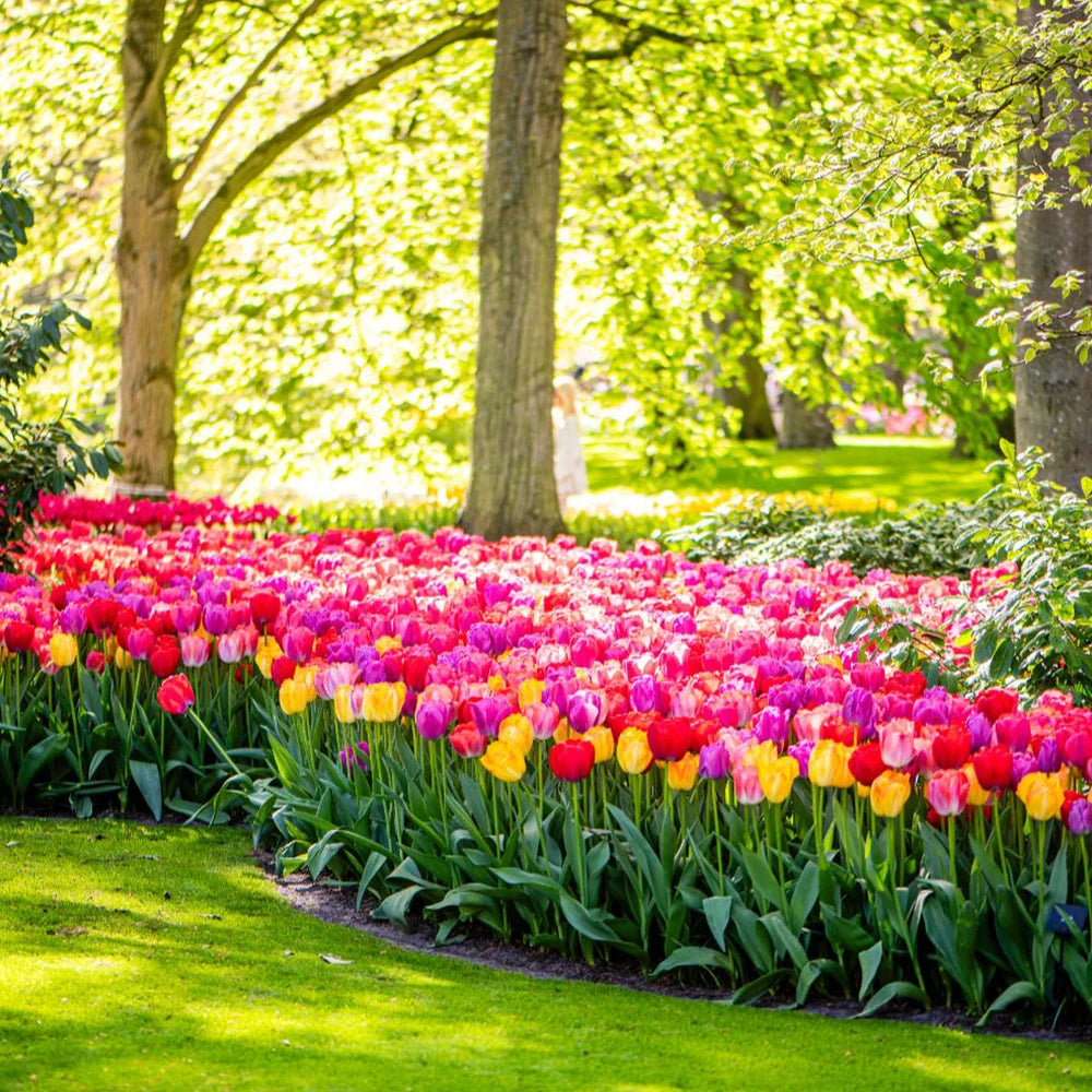 Thompson & Morgan Tulip Giant Collection 40 Bulbs