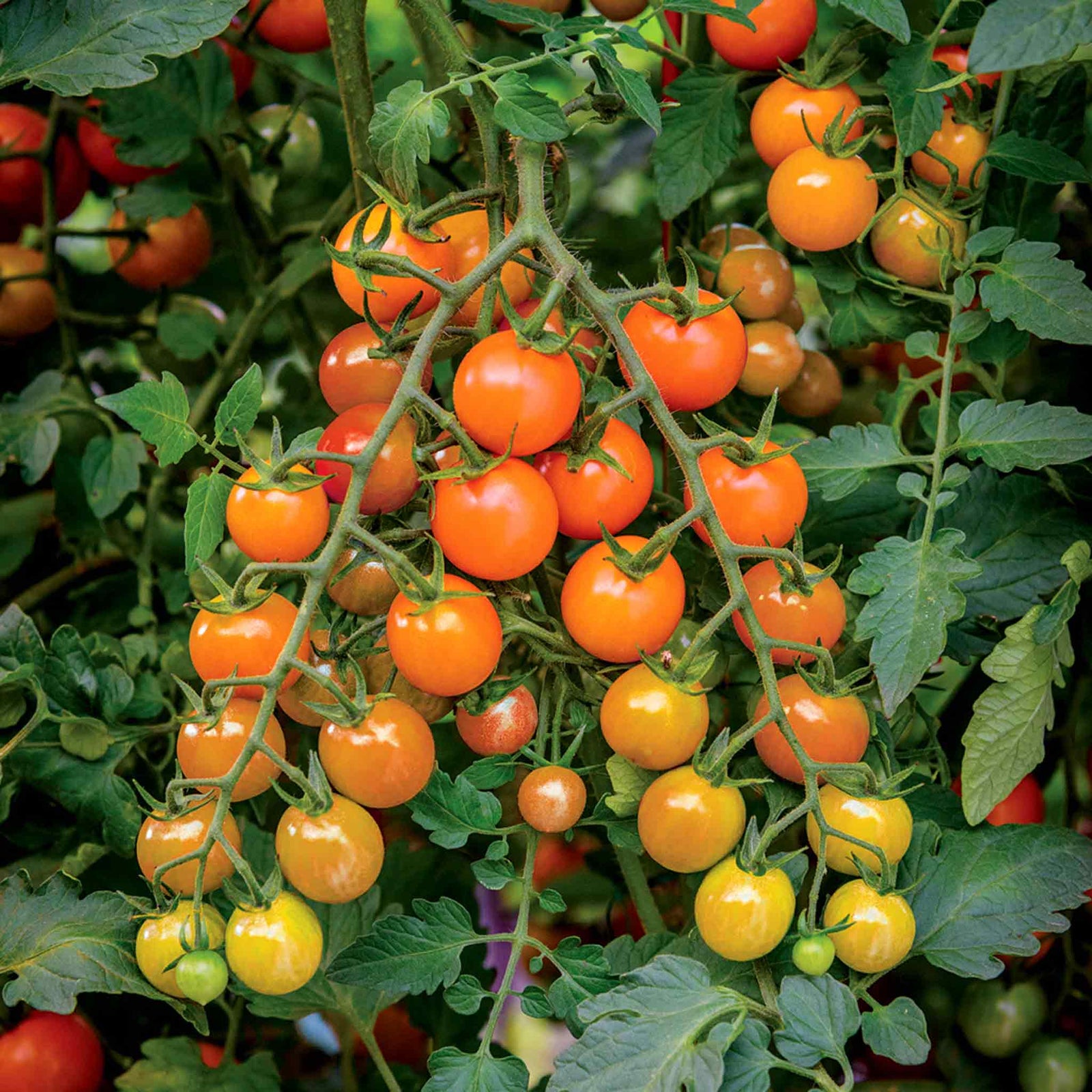 Sungold (honeycomb) Cherry Tomato Seeds | Set of 15