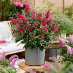 Buddleja 'butterfly Candy Little Ruby' Dwarf Butterfly Bush | 1 x 9cm | Pink