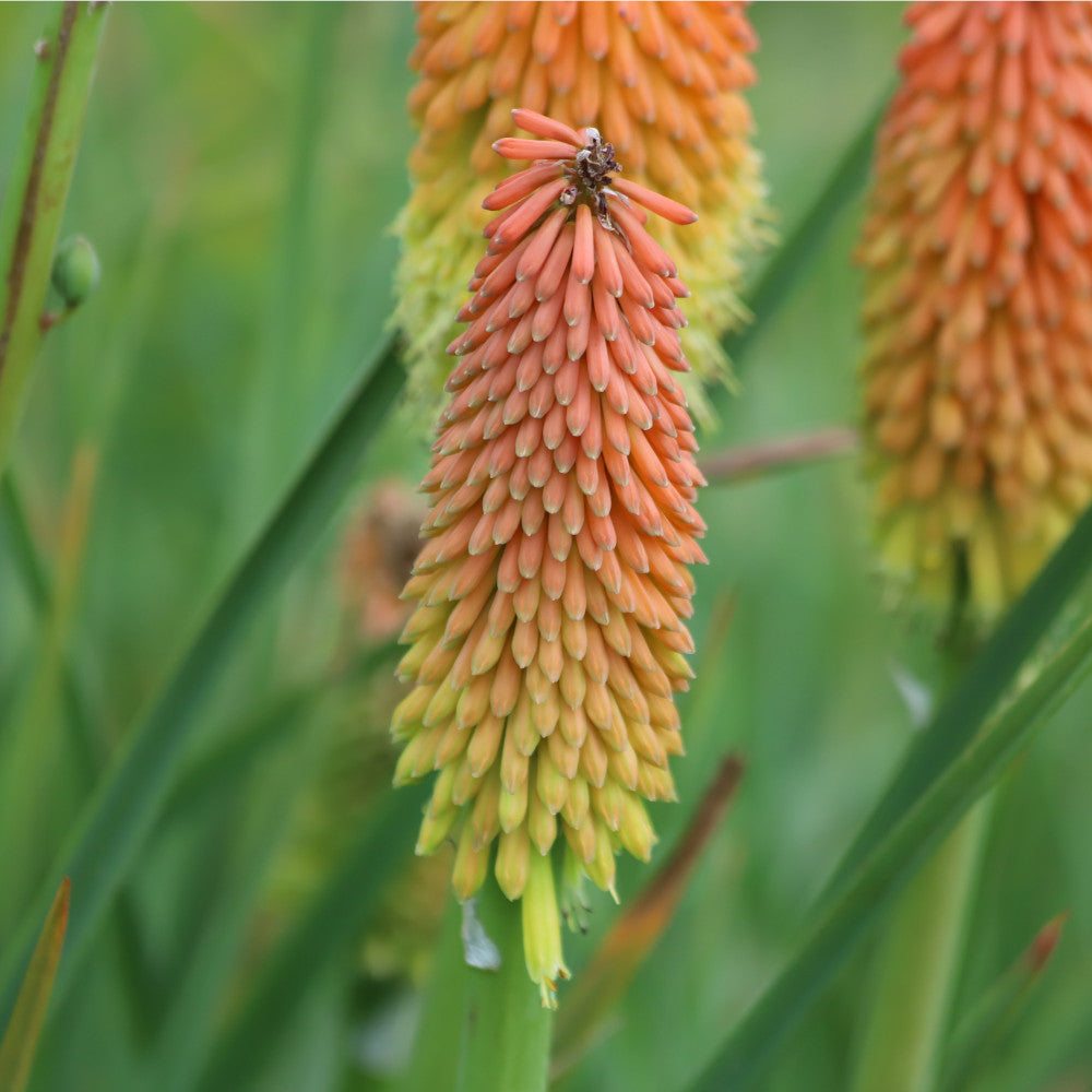 Hayloft Kniphofia Poco Collection - Set Of 3 Red Hot Poker Plants - 9cm Pots