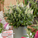 Thompson & Morgan Buddleja Butterfly Candy Little White 9cm Pot X 1