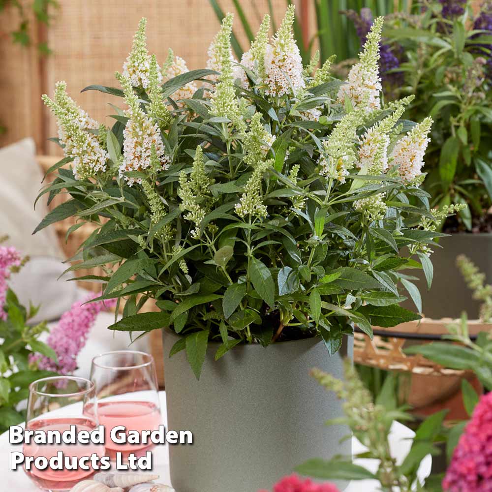 Thompson & Morgan Buddleja Butterfly Candy Little White 9cm Pot X 1