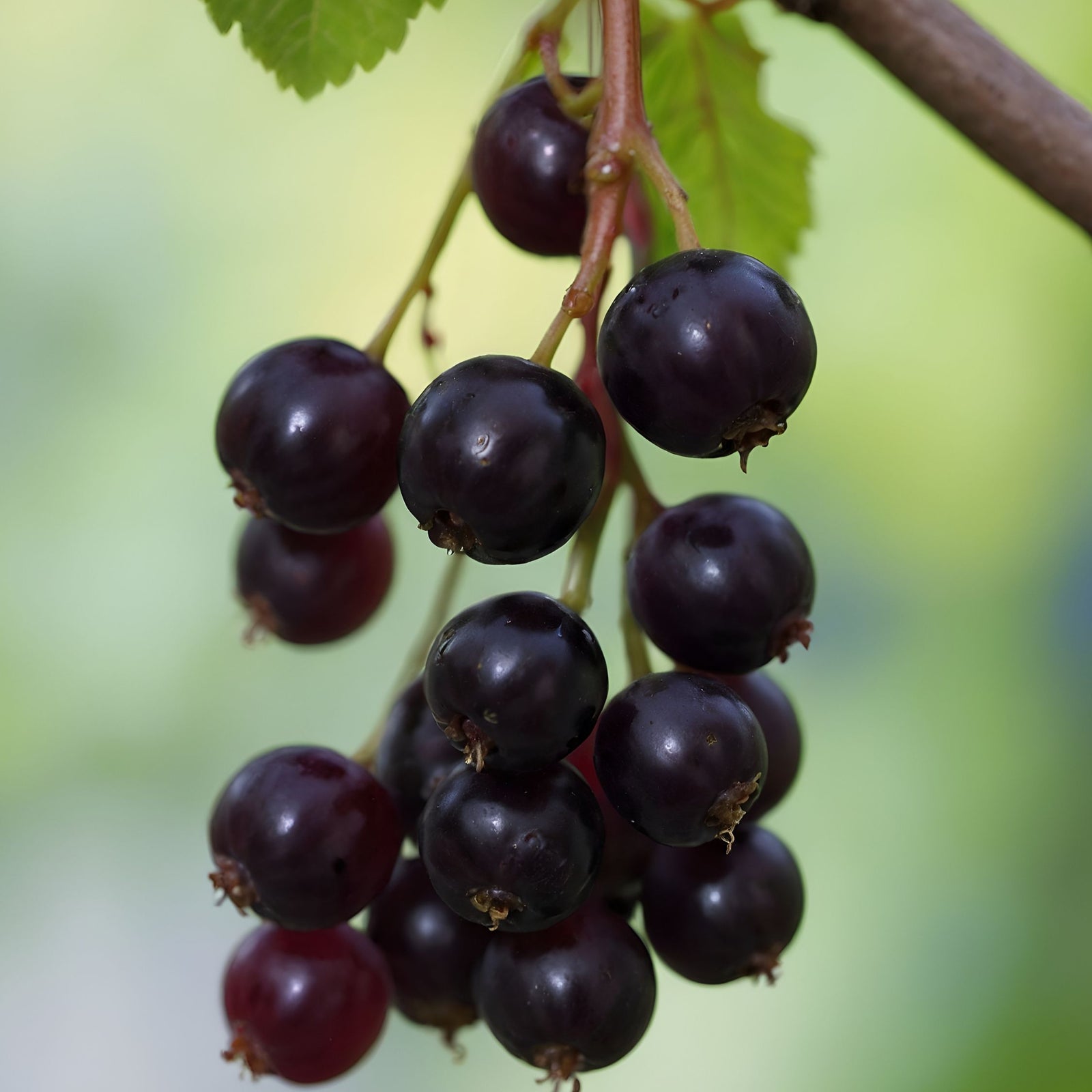 Blackcurrant Plant - Ribes Nigrum 'Titania' - Height 90-100cm - ⌀21cm | Set of 1 | Green