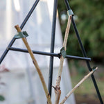 Patio Fan-trained Cherry Tree 'van' | 1 x 5L