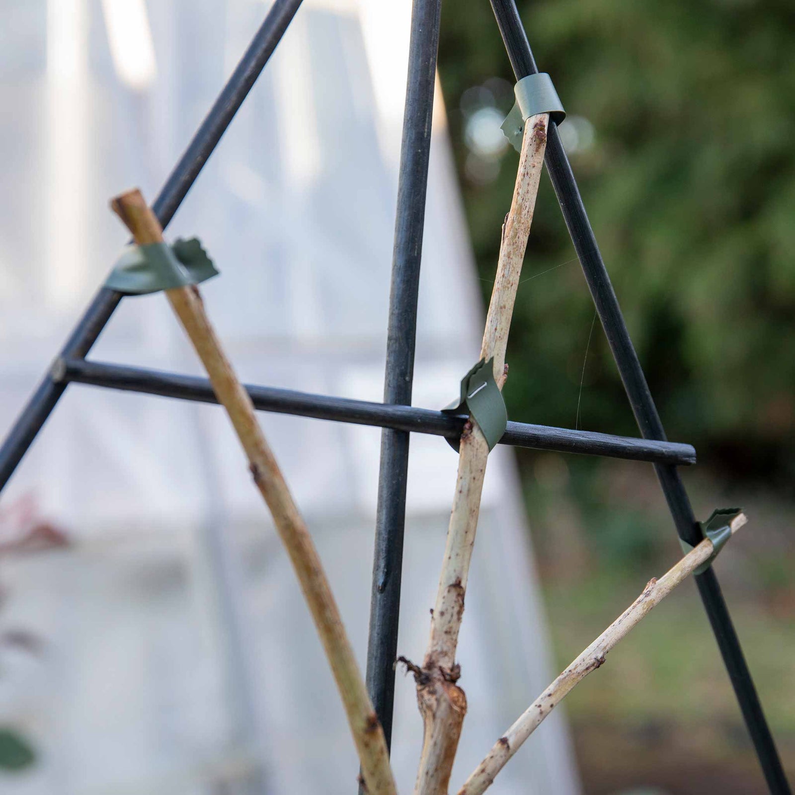 Patio Fan-trained Cherry Tree 'van' | 1 x 5L