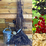 Currant Fruit Collection 3 Large Plants Redcurrant Whitecurrant Blackcurrant