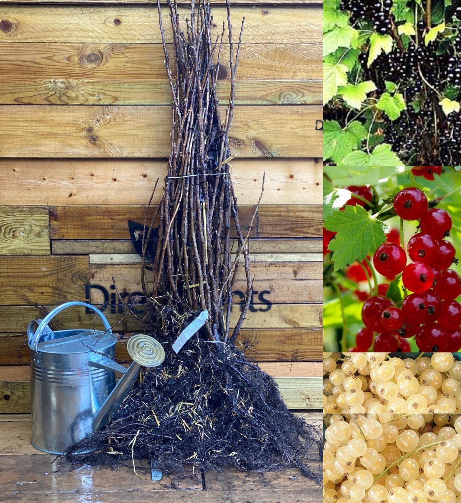 Currant Fruit Collection 3 Large Plants Redcurrant Whitecurrant Blackcurrant