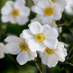 Anemone X Hybrida Andrea Atkinson - 9cm Pots | 1 x 9cm | Creamy White