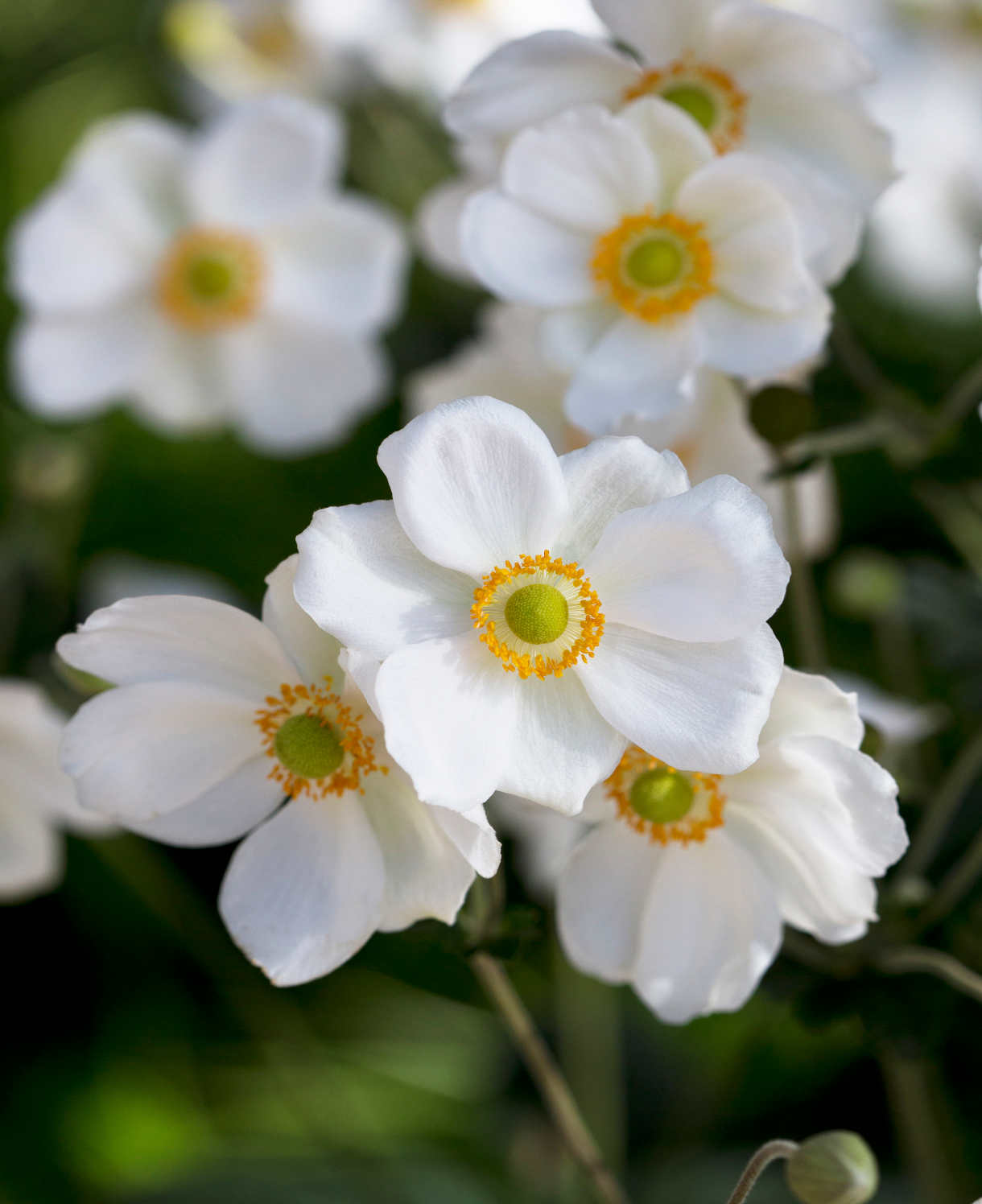 Anemone X Hybrida Andrea Atkinson - 9cm Pots | 1 x 9cm | Creamy White