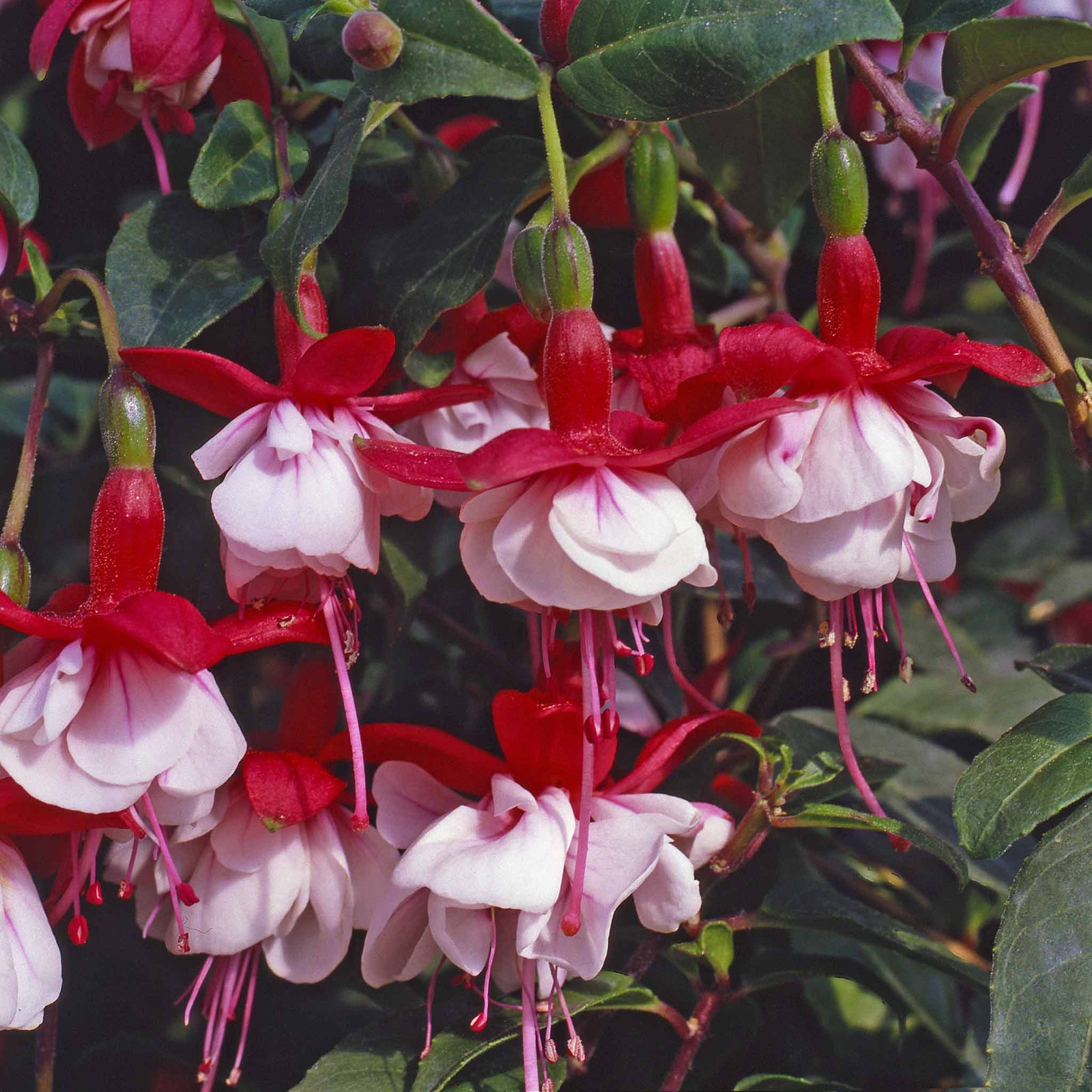 Fuchsia Hardy Collection | 3 x Jumbo Plug Plants | Multi