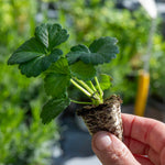 Strawberry Plant Summer Breeze Mixed | Red