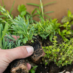 Sense-ational Herb Collection | 6 Plug Plants | Green