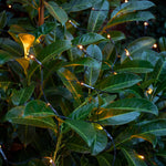 104 Warm White Led Cone Net Light 2m | Set of 1 | Warm